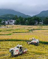 Rice Havest in Chongqing