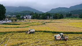 Rice Havest in Chongqing