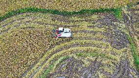 Rice Havest in Chongqing