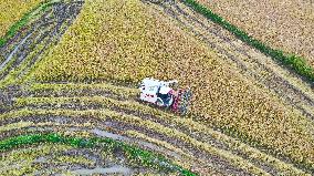 Rice Havest in Chongqing