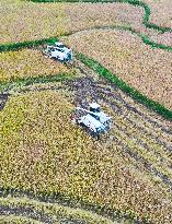 Rice Havest in Chongqing