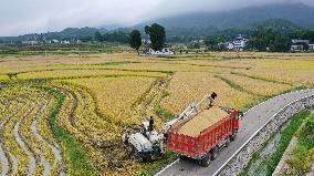 Rice Havest in Chongqing