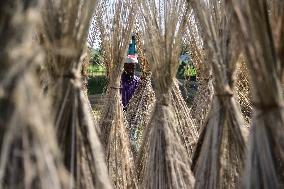 Jute Harvesting  In India