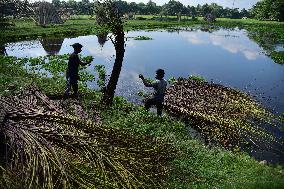 Jute Harvesting  In India