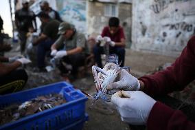 Fishing In Gaza, Palestine