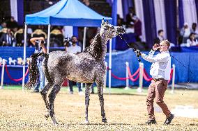 EGYPT-SHARQIA-ARABIAN HORSES FESTIVAL-BEAUTY CONTEST