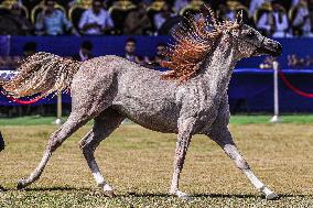 EGYPT-SHARQIA-ARABIAN HORSES FESTIVAL-BEAUTY CONTEST