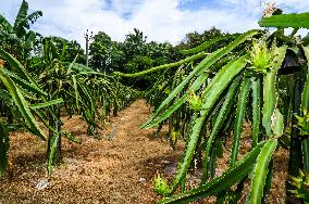 Dragon Fruit Cultivation In India