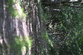 Journey of Lina from her home towards the train station of Saint-Blaise-la-Roche