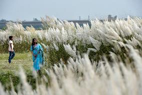 BANGLADESH-DHAKA-KANS-GRASS