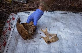 Platsdarm search team body collectors