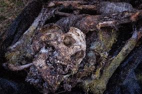 Platsdarm search team body collectors