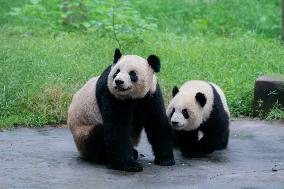 Chongqing Zoo Panda New House