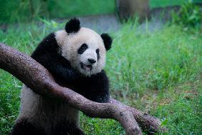 Chongqing Zoo Panda New House