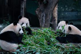 Chongqing Zoo Panda New House