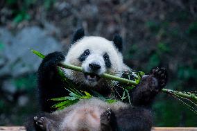 Chongqing Zoo Panda New House