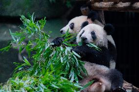 Chongqing Zoo Panda New House