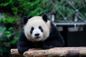 Chongqing Zoo Panda New House