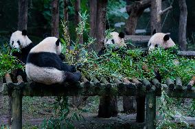 Chongqing Zoo Panda New House