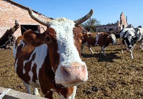 Farm in Chernihiv Region