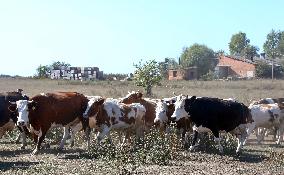 Farm in Chernihiv Region