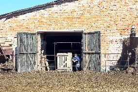 Farm in Chernihiv Region