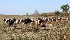 Farm in Chernihiv Region