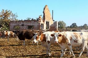 Farm in Chernihiv Region