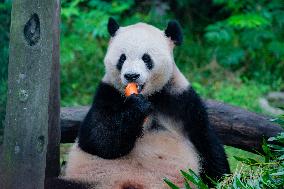 Chongqing Zoo Panda New House