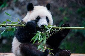 Chongqing Zoo Panda New House