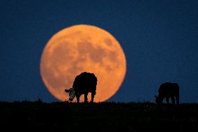 Harvest Moon In United States