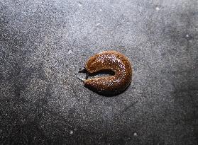 Animal India - Slug