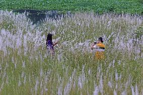 Catkin Flowers Field In Bangladesh