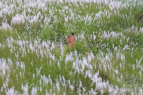 Catkin Flowers Field In Bangladesh