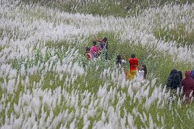 Catkin Flowers Field In Bangladesh