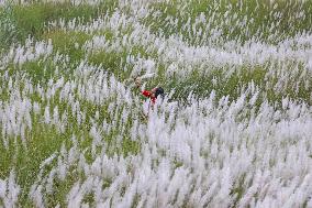 Catkin Flowers Field In Bangladesh