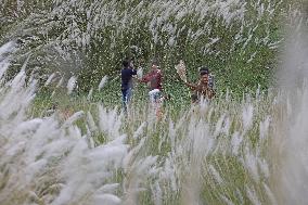 Catkin Flowers Field In Bangladesh