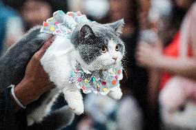 Cat Fashion Show In Bangkok.