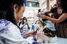 Cat Fashion Show In Bangkok.