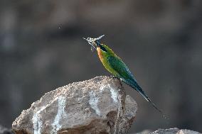 PAKISTAN-HUNZA-BIRD