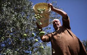 Olive Harvest In Gaza