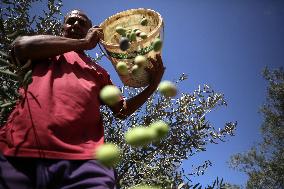 Olive Harvest In Gaza