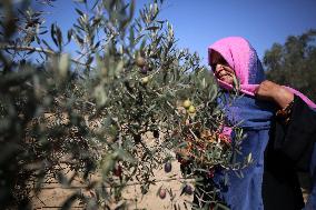 Olive Harvest In Gaza