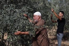 Olive Harvest In Gaza