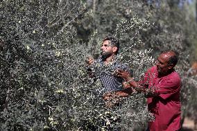Olive Harvest In Gaza