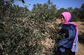 Olive Harvest In Gaza