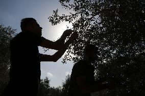 Olive Harvest In Gaza