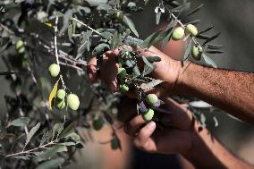 Olive Harvest In Gaza