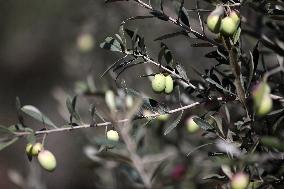Olive Harvest In Gaza
