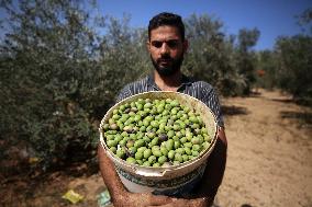 Olive Harvest In Gaza